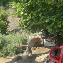 대성왕만두김밥 이미지