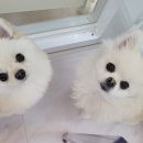 리치펫하우스 이미지