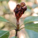 목련 (magnolia, 뜻: 숭고한 정신, 우애, 못다 한 사랑) 이미지