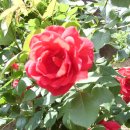 장미주공아파트 이미지