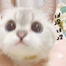 숯불흑돼지