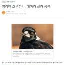 까치복사 이미지