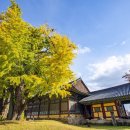 원도심 은행나무 이미지