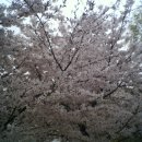 오늘찍은 벚꽃 이미지