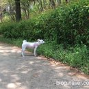 물만난 강아지 이미지