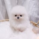 호야펫 구리점 이미지