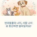골든에이지 | 수의사가 말하는 노령 반려동물의 3가지 변화 | 우리 아이의 골든 에이지를 위한 맞춘 케어 EP.03