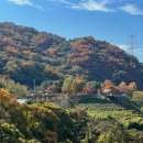 은행마을6번길 | 부산 단풍명소 화명수목원의 가을 단풍현황(주차, 가는길, 사진)