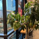 투썸플레이스 대전가수원대로DT점 이미지