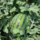 주미 농장 이미지