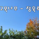 고목나무 이미지