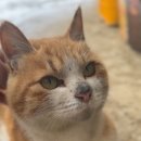 도래