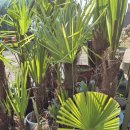 치상농장 이미지