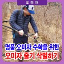 명품 오미자 수확을 위한 오미자 줄기 삭벌 방법