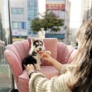 퍼피애견샵 이미지