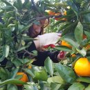 온주농장 이미지