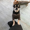 우리강아지 | 15년을 함께한 우리 강아지 셜록 이별 후기