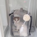 원 반려동물 미용실 이미지
