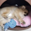 홍상희동물병원 이미지