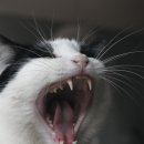 로얄도그 이미지