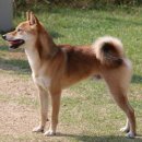 개두방정 이미지