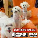 아갤러리 | [충남] 천안 성거 애견 동반 가능 독채펜션 아 갤러리 : 바베큐, 주차, 추가요금 등