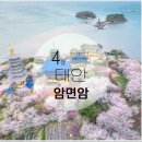 4월26일 태안 안면도 안면암과 자연휴양림/수목원 트레킹 이미지
