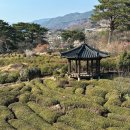 부춘마을 | 하동 한밭제다에서 즐긴 따뜻한 차와 매화 꽃놀이 (만지횟집 모듬정식)