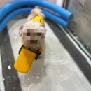 골드퍼피 애견유치원 이미지