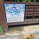 하이몽 | 가평 애견동반 여행 [하이몽 애견 펜션] 내돈내산 후기