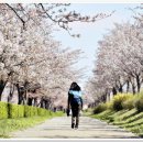 경포호 벚꽃트레킹 이미지