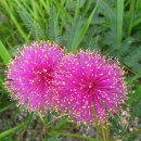 누탈의 미모사 [Nuttall's sensitive-briar (Mimosa nuttallii)] 이미지