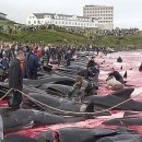 [혐오]덴마크 - 돌고래 떼죽음 ㄷㄷㄷㄷ (수정했어염) 이미지