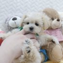 내 품안의 반려견 | 노원 강아지 분양 / 애견 분양 [ 내품안의반려견 노원점 ]