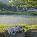 메리그루밍 이미지