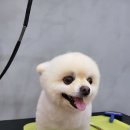 몽클똥개 | 포항 애견미용 가위컷 전문/반려견 미용실/몽클똥개