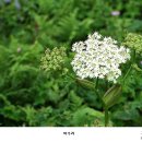 곰배령 돌배나무집 이미지