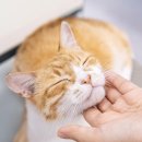 토비동물병원 이미지