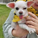 댕댕이지 | 댕댕이 커플템 스트릿 브랜드 에이폴지 반다나 후기!