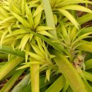 아나나스 이미지