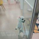 복터진강아지 이미지