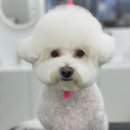 로에펫 이미지