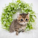 천안 고양이분양 도로시펫 이미지