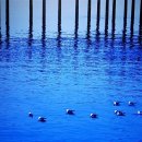 파랑새약국 이미지