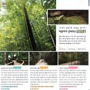 치유의 숲 이미지