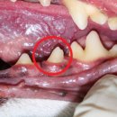 오복동물치과병원 이미지