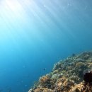 [2018 세부-보홀] 비너스의 첫 다이빙이자 우리의 첫 더블다이빙! 보홀 돌호비치 체험다이빙(에덴다이브)