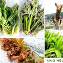 Re:신토불이 참죽순(가죽나물) 50% 맛보기 당첨자발표 이미지