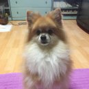 간식주개 이미지