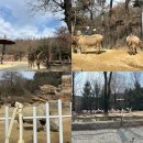 명함랜드기프트랜드 | [용인] 에버랜드 로스트밸리 도보 관람 후기
